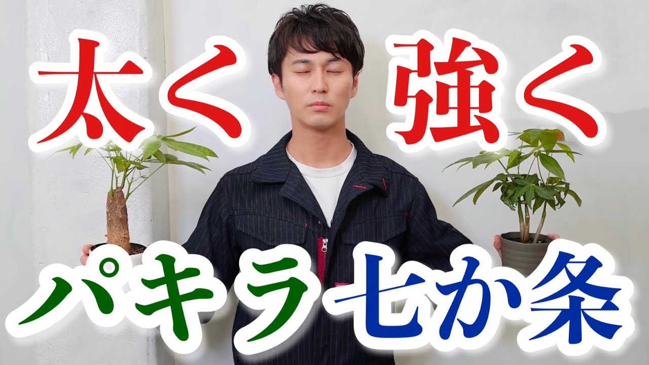 【パキラ】幹を太くたくましく！ポテンシャルを最大限引き出す七か条 【観葉植物】