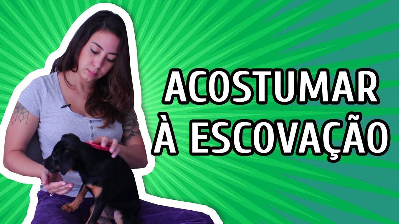 COMO ACOSTUMAR O C&Atilde;O A SER ESCOVADO/PENTEADO