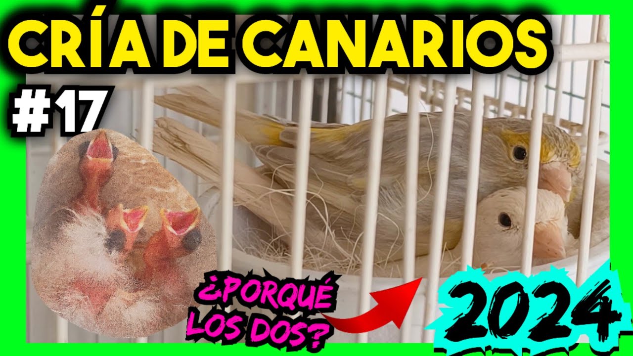 #17 CRÍA CANARIOS 2024 |💥 Acerté!! y más cosas