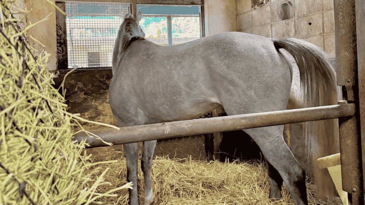 Beautiful Horse Power｜Startled