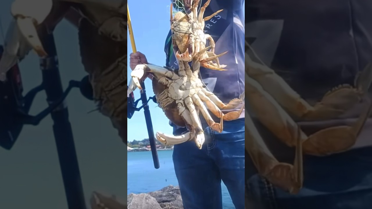 Crab Snaring Bandon Oregon BIG KEEPER  #crabbing #crab #fishing #outdoors #coast #oregoncoast #usa