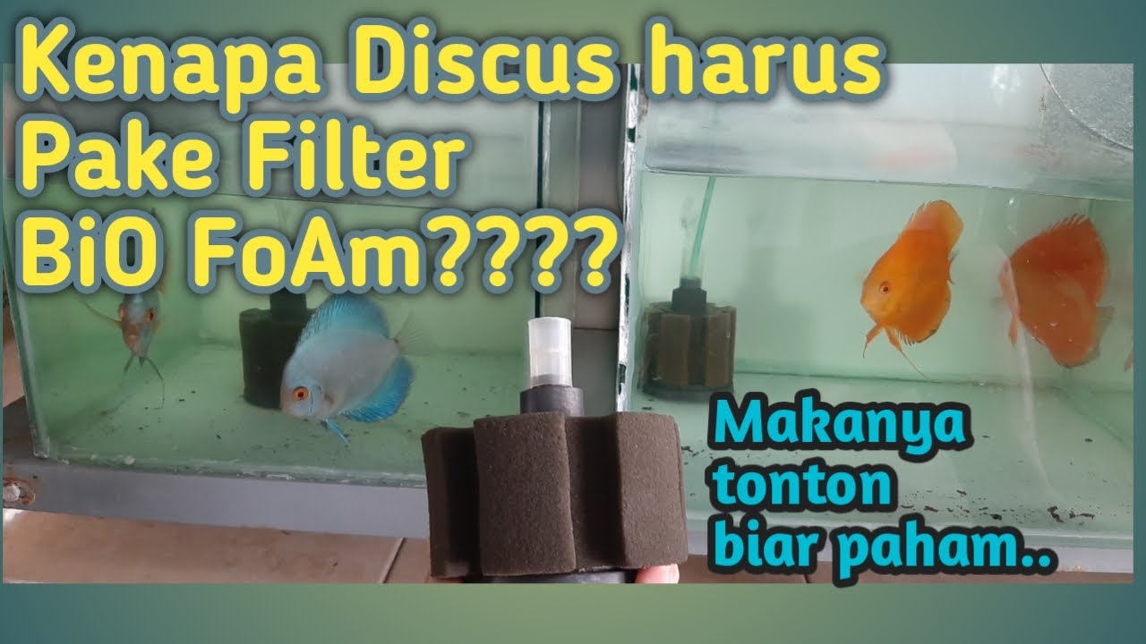 Filter Air Aquarium Untuk Ikan Discus