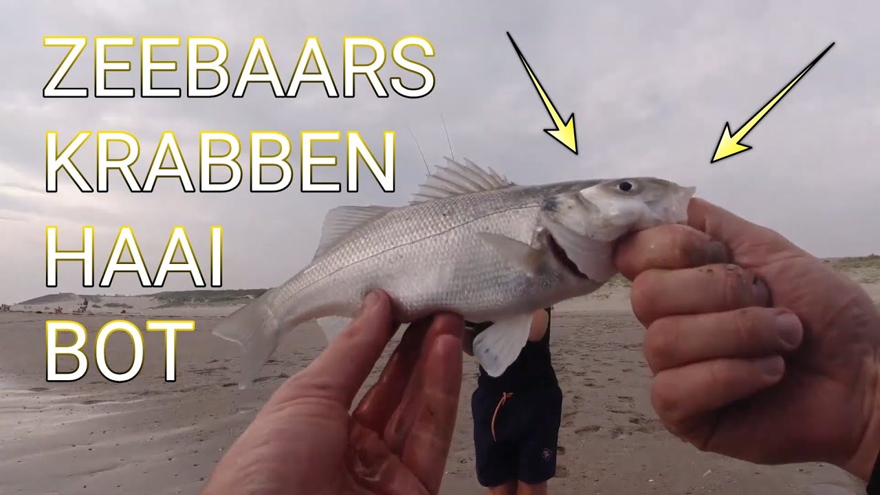 #202 - SEALIFE 2 - We zien HAAI, ZEEBAARS, BOT en KRABBEN in deze ZEE SESSIE! Robert Grootenboer