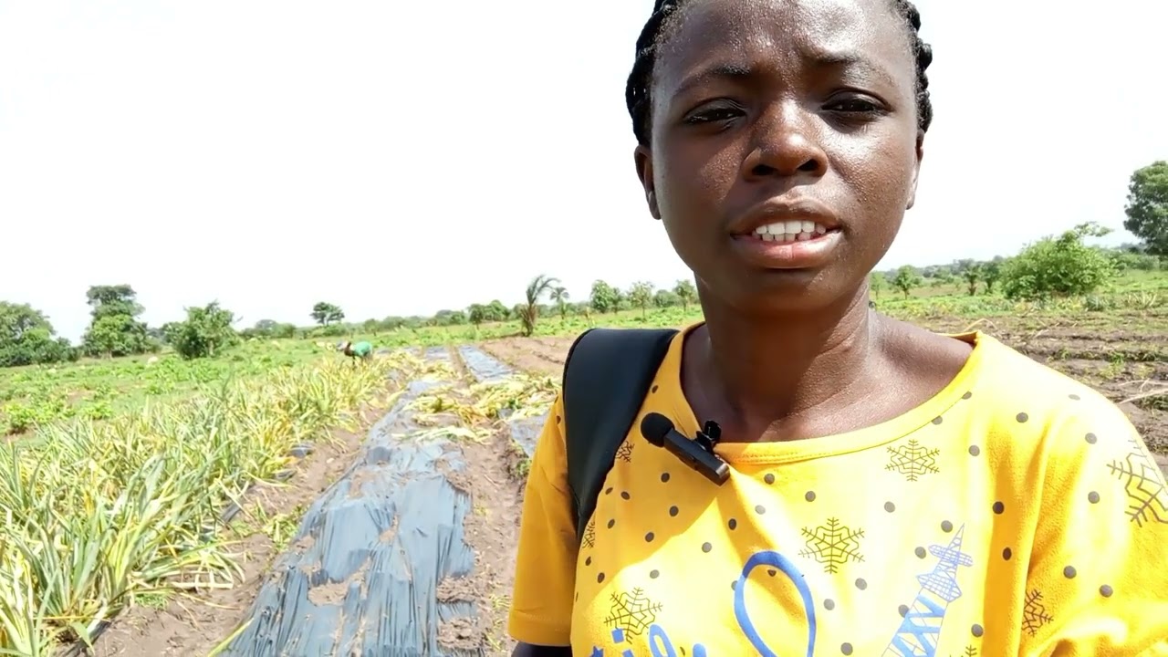 Planting des rejets d'ananas sur film Polyéthylène
