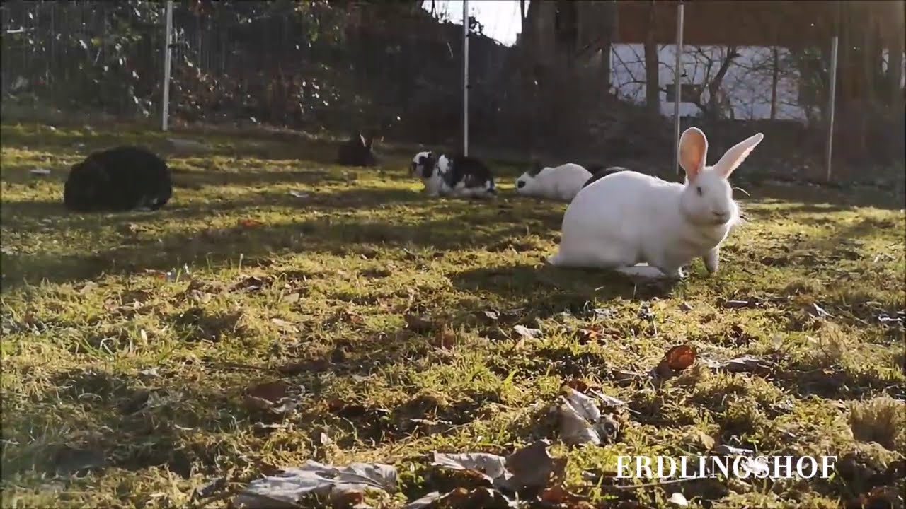 Erdlingshof: Lustiges Hoppeln und Mümmeln auf der Kaninchenwiese 🐇🥕🍀🐰