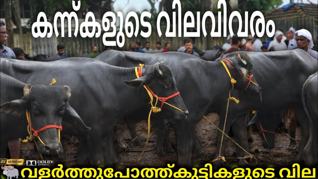 ✨കന്ന്കളുടെ വിലവിവരം💸പോത്ത്കുട്ടികൾ💸Chattipparamba Chanda | Chattipparamba market | Cattle market ox