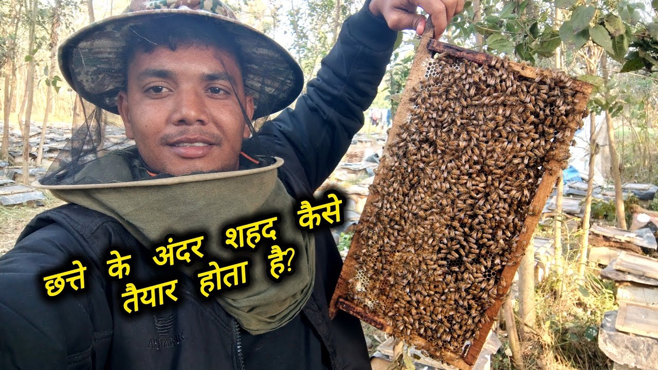 छत्ते के अंदर शहद कैसे तैयार होता है? Kisan vlogs #newvlog 
