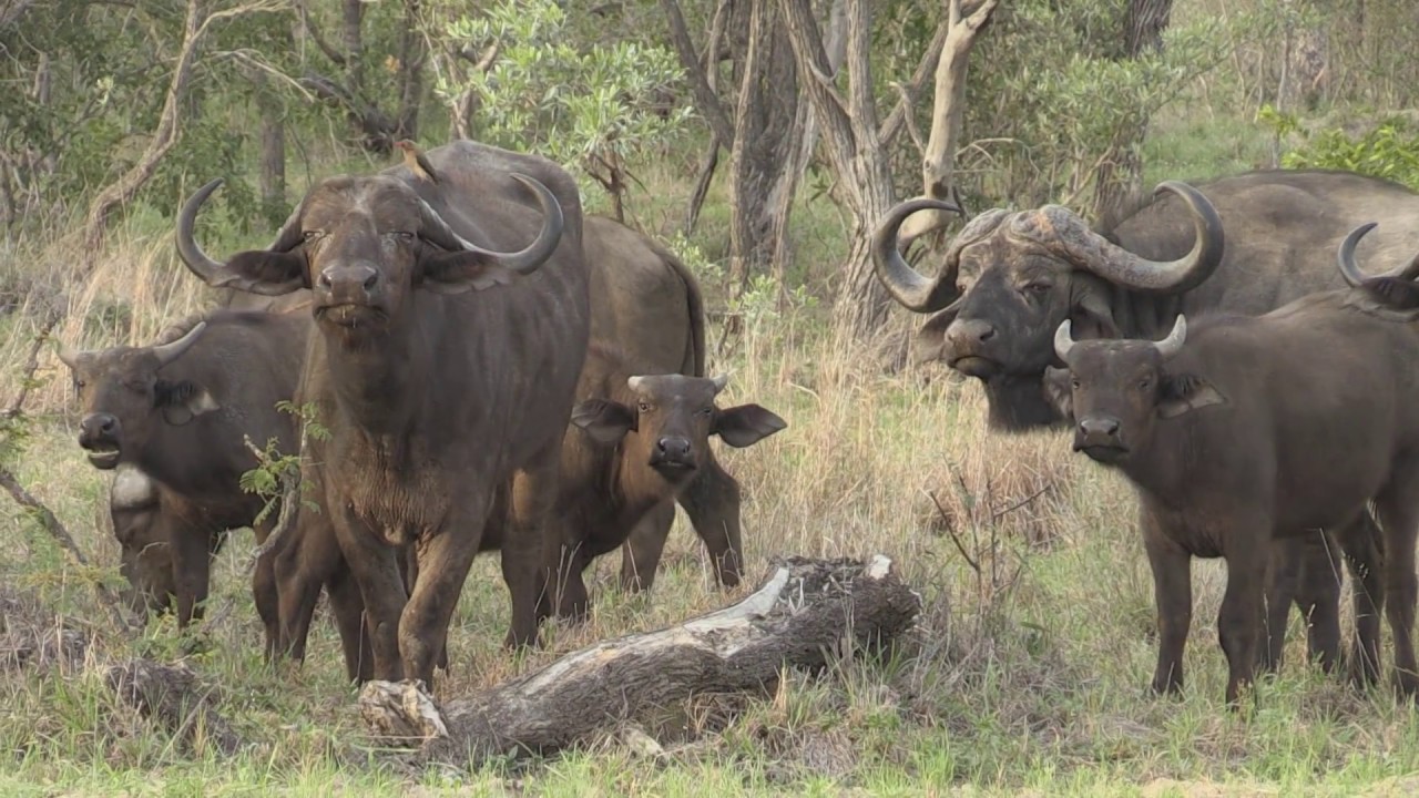 Kruger National Park Nov-Dec 2015
