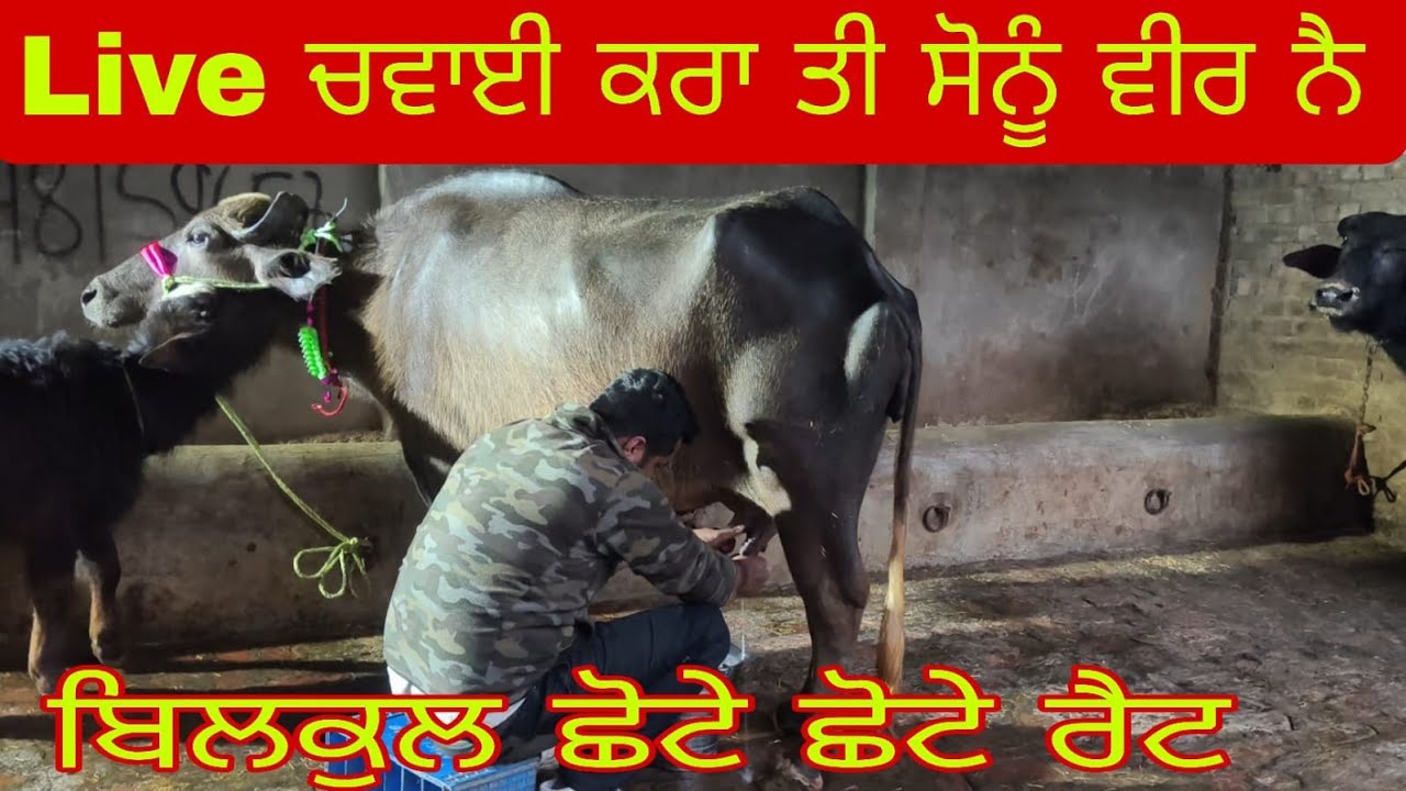 ਫ਼ੋਨ 98159,65751 ਤਾਜੀ ਸੂਈ ਬੂਰੀ ਨੀਲੀ ਰਾਵੀ ਝੋਟੀ 11ਲੀਟਰ ਦੁੱਧ ਤਿਆਰ ਬਿਲਕੁੱਲ ਮੁਫਤ ਲੁੱਟ ਲਓ ਮੇਲਾ 