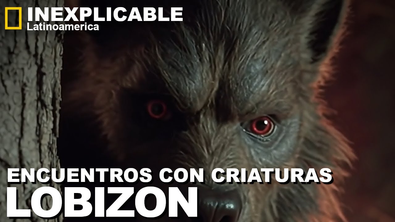 HOMBRES LOBO EN ESPAÑOL, | RELATOS REALES de ENCUENTROS con el LOBIZÓN