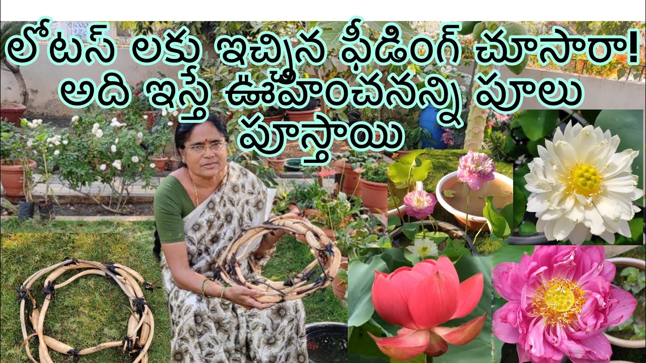 లోటస్ లకు ఇచ్చిన ఫీడింగ్ చూసారా!అది ఇస్తే ఊహించనన్ని పూలు పూస్తాయి | Beautiful Lotus Flowers 🌷🌷