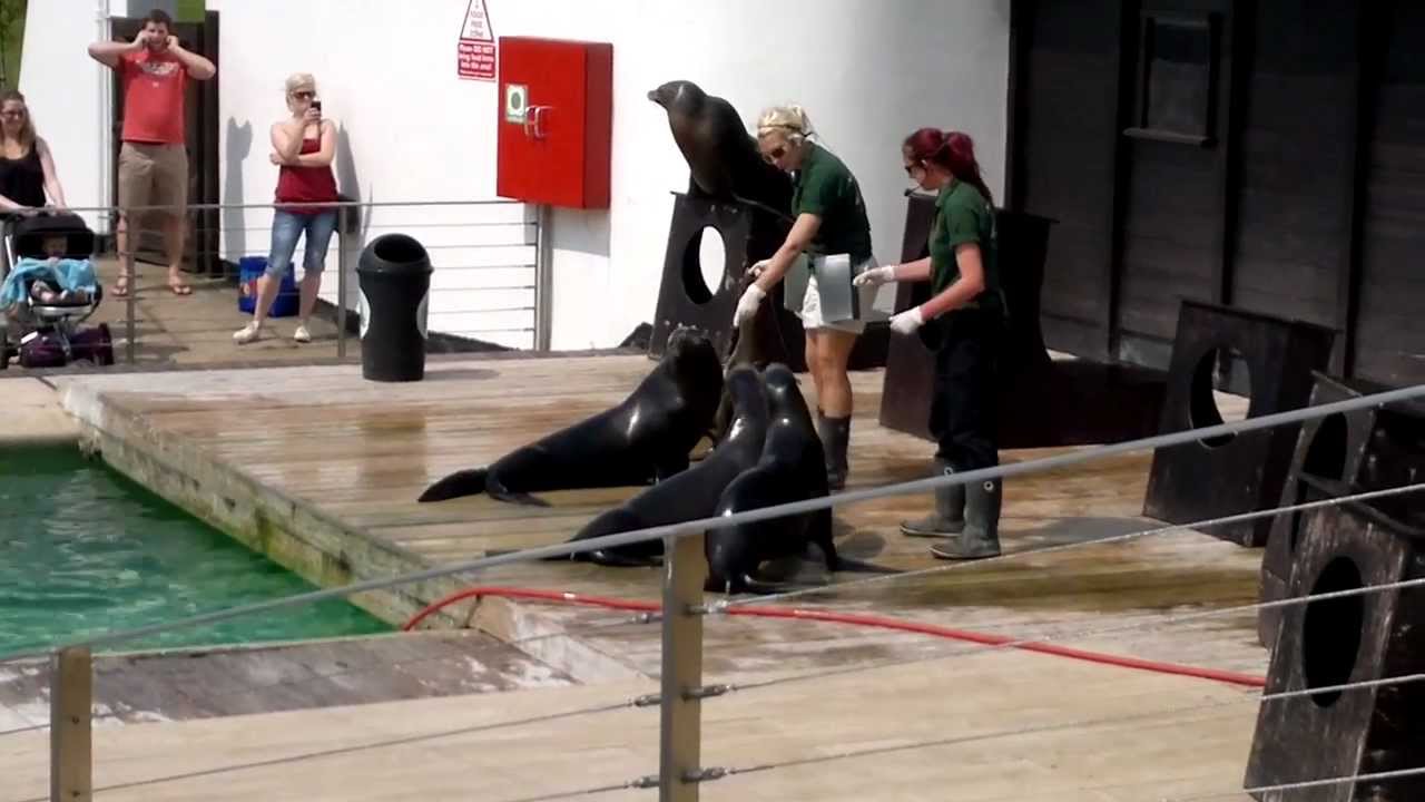 Whipsnade Zoo Sea Lions performance