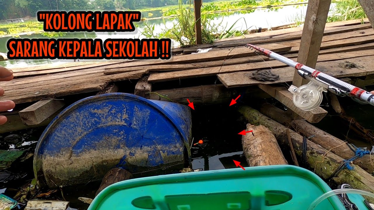 MUSIM PANEN‼️KOLONG KOLONG LAPAK JADI SARANG KEPALA SEKOLAH || mancing ikan red devil NAHOL MANIA