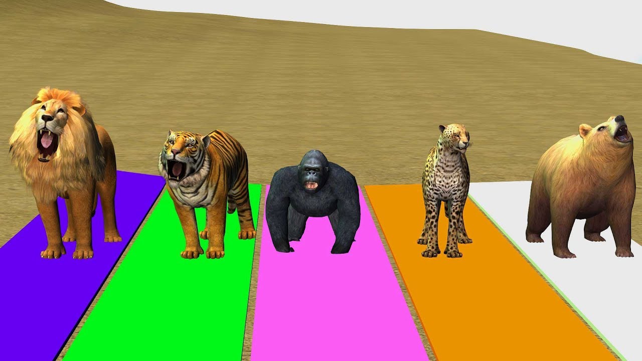 Wild Animals Running race In Outdoor animal Surprise win