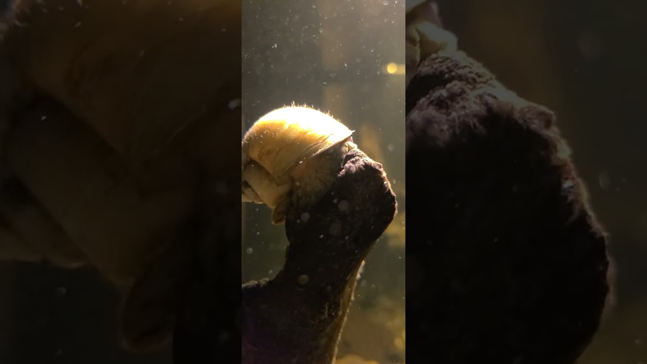 Big Guy climbs up wood