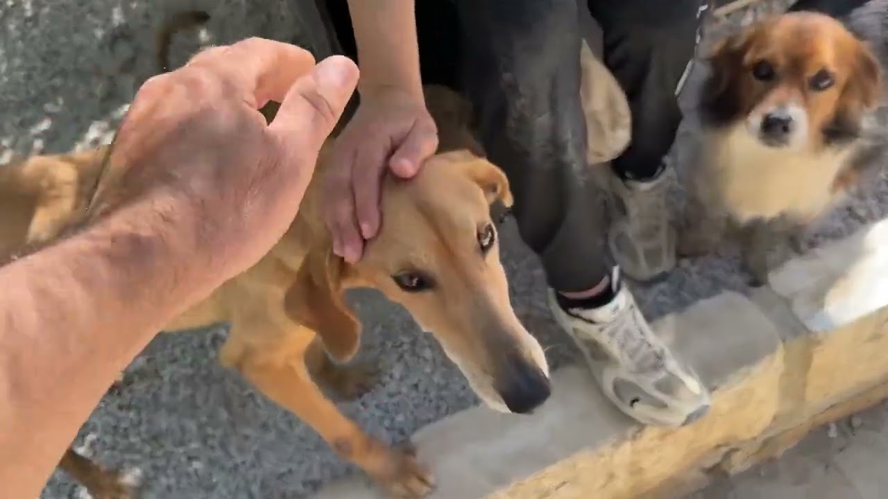 Анестис сегодня ❤️ Сильный, но чувствительный - Приют Такис