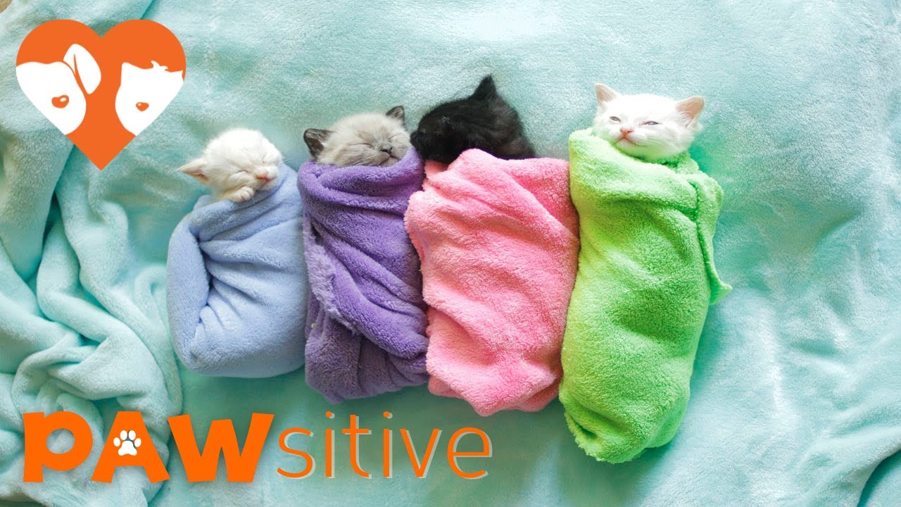 Siamese Kittens are Swaddled Purritos | PAWsitive 🧡