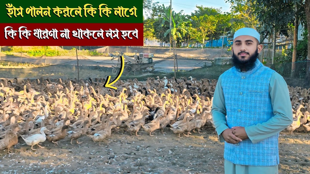 হাঁসের খামার শুরু করার আগে যা না জানলে লস নিশ্চিত | নতুন খামারীর সম্পূর্ণ গাইড