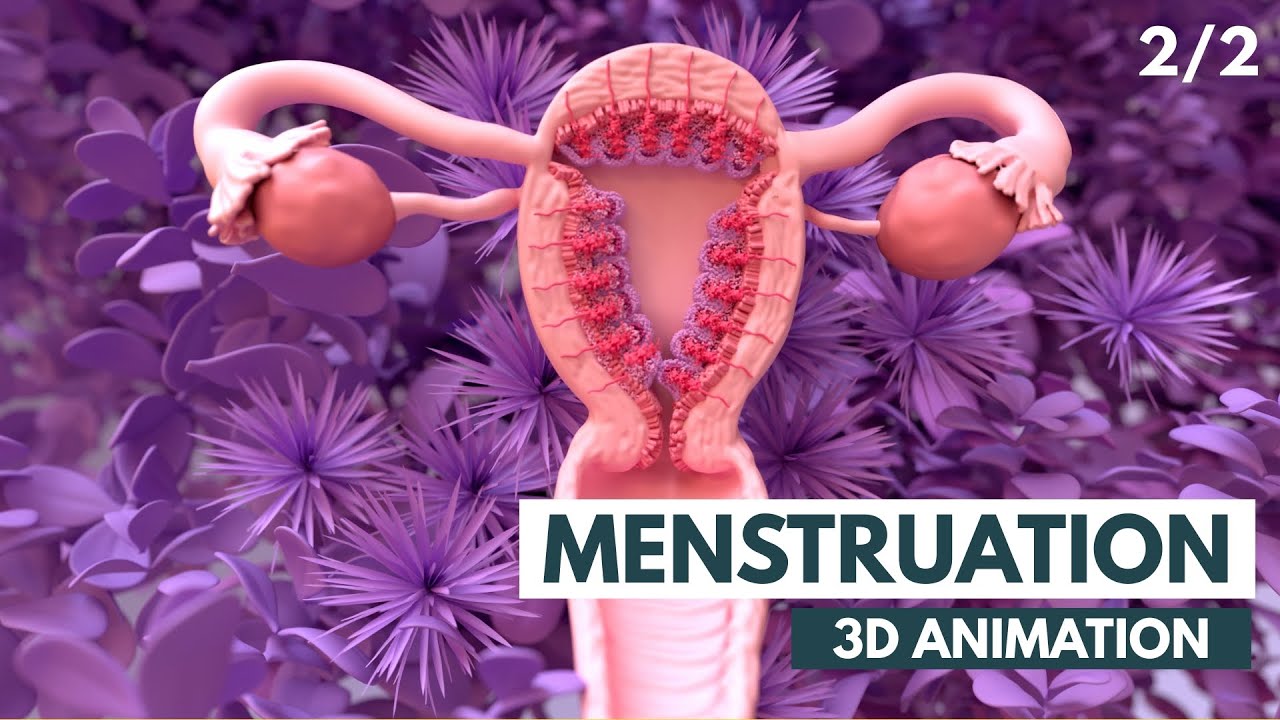 Менструальный цикл | 3D-анимация (2/2)