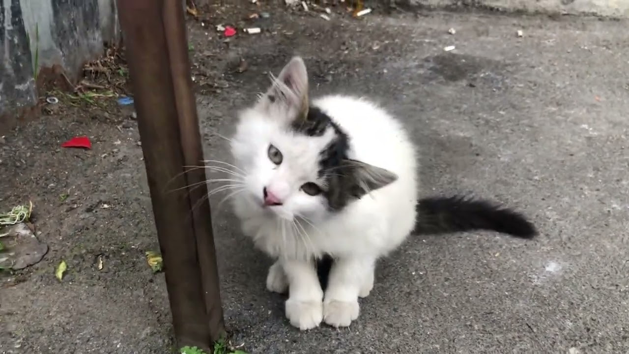 Ufaklıklar büyüdü #cat keşfet #kedi #cat #cute #funny #birkapsubirkapmama #kedivideoları