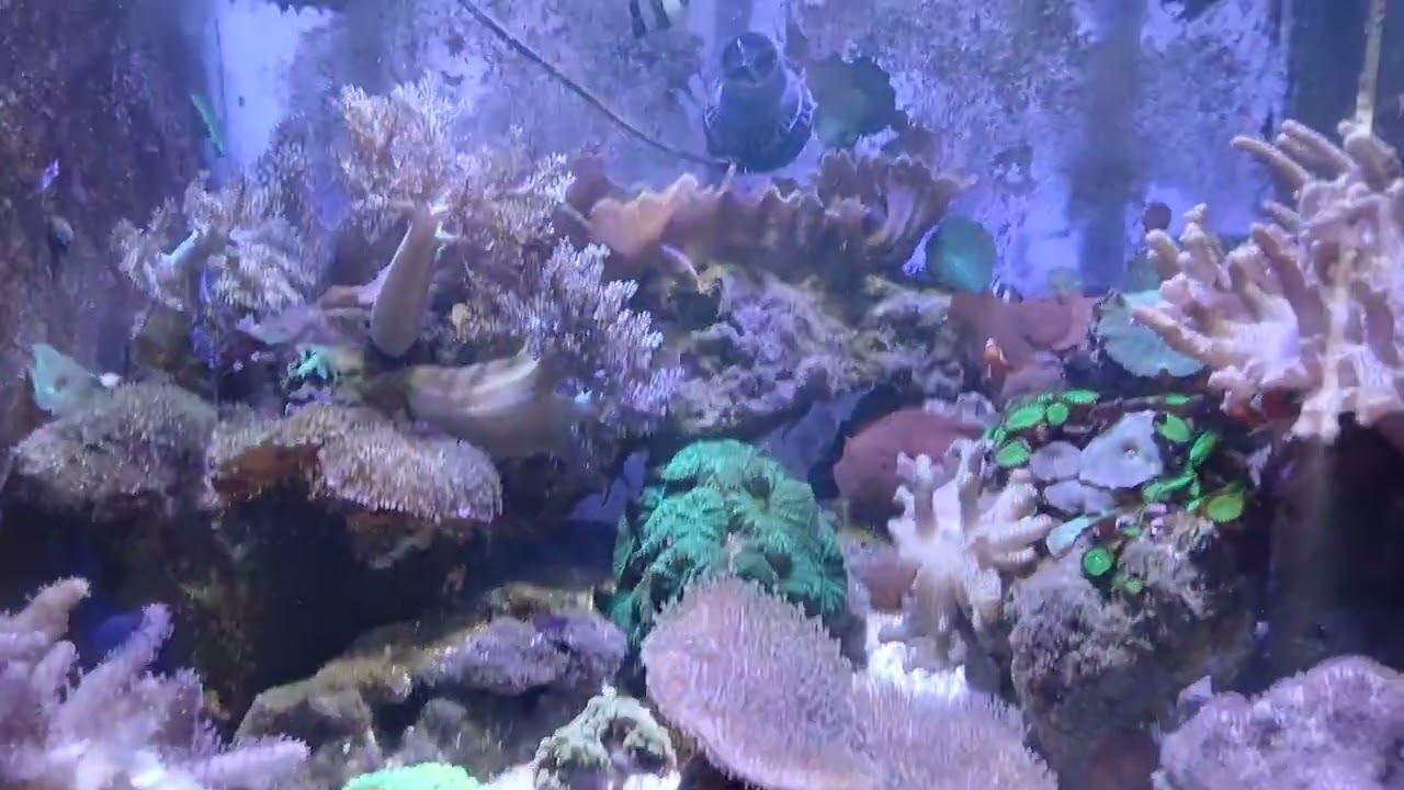 Aquário Marinho natural,  troca do móvel base