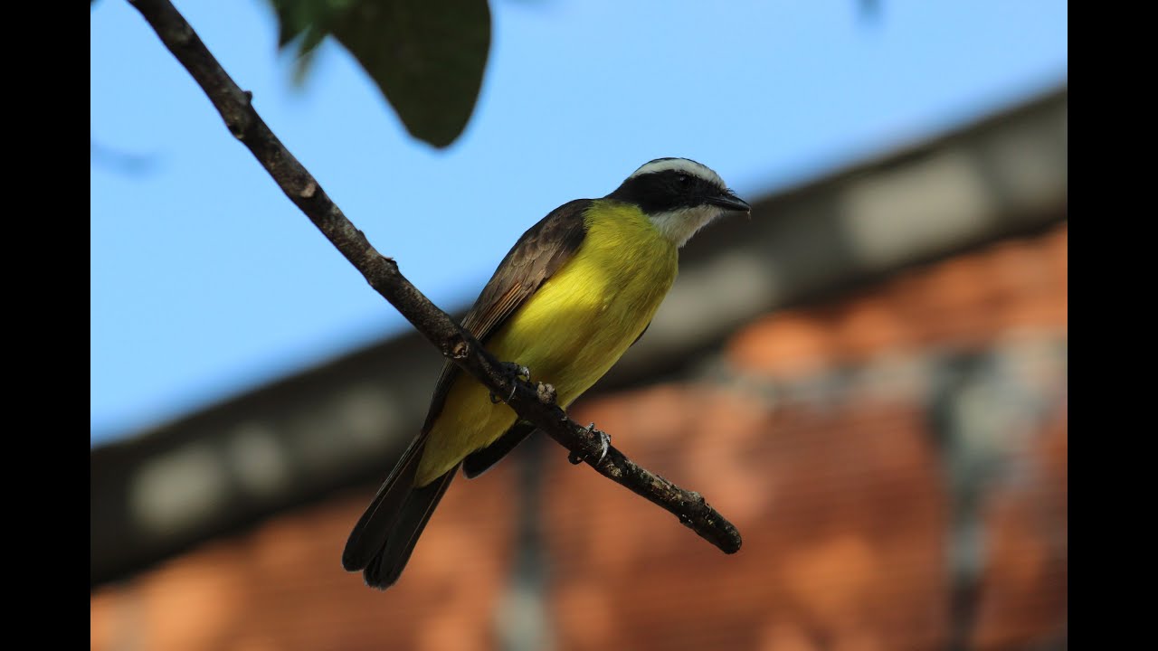 CANTO DE LA SUELDA CRESTINEGRA/RUSTY-MARGINED FLYCATCHER (Myiozetetes cayanensis