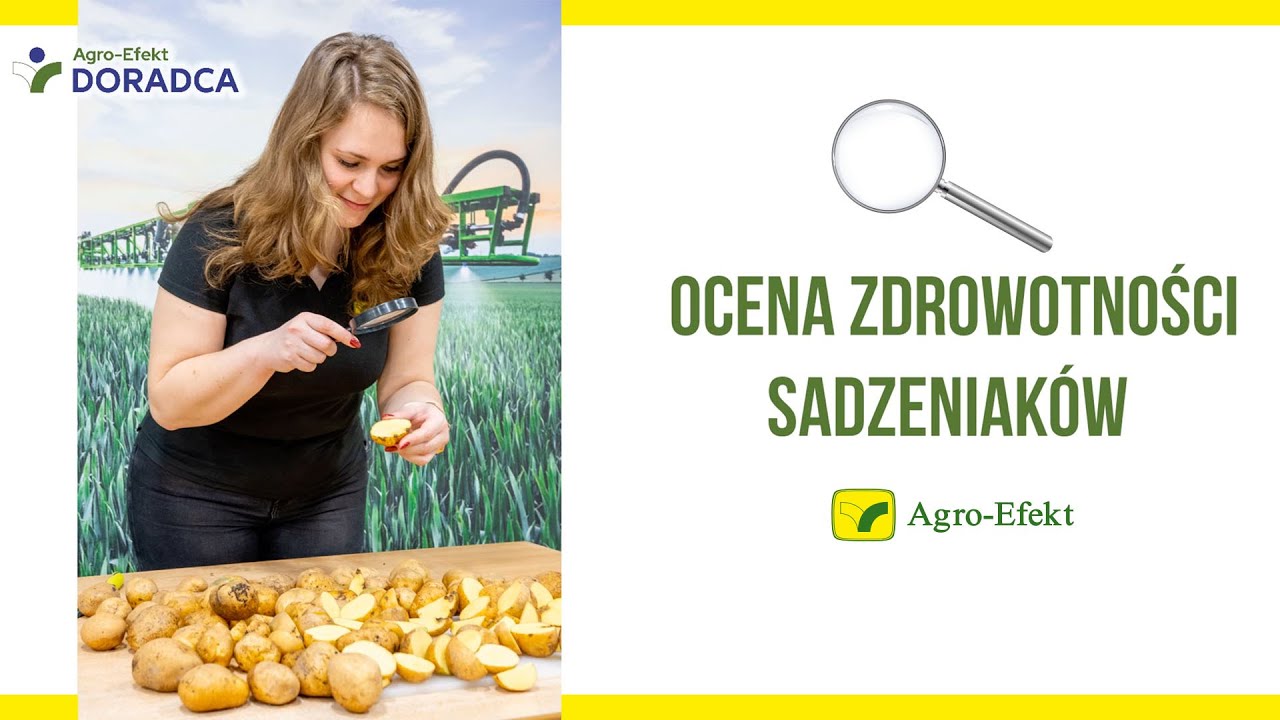 Ocena zdrowotności sadzeniaków | Agro-Efekt