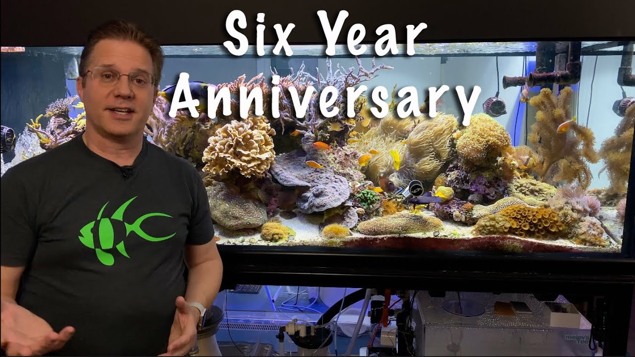 Six Year Anniversary of the 400g reef!