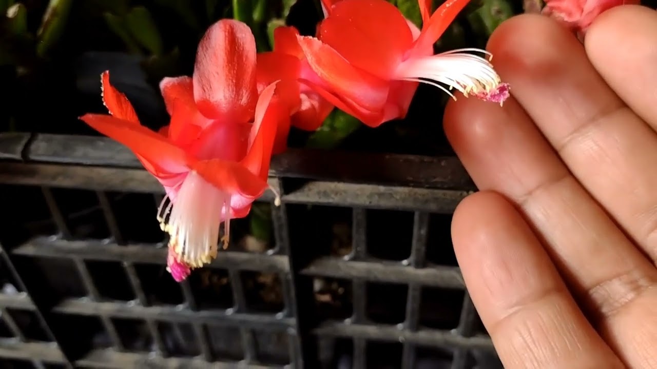 ☘️ 😍 CACTUS de NAVIDAD tips POLINIZACIÓN 🌺🌱