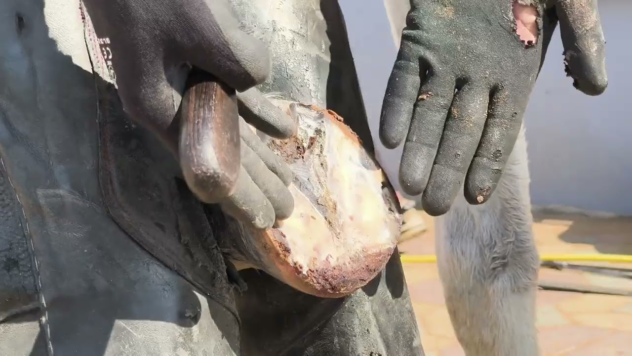 Laminitis horse shoeing – Part 1 🐎Before condition, pain and imbalance clearly visible.