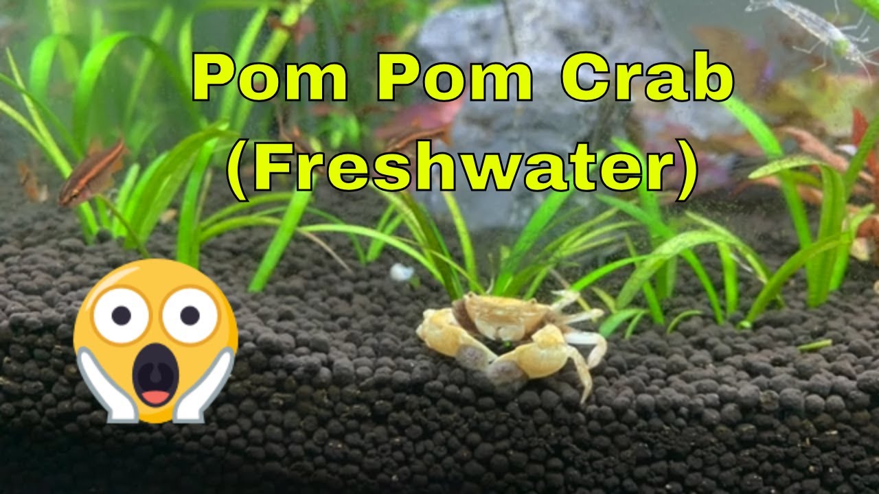 Pom Pom Crab (Rare Fully Aquatic Freshwater Crab!)