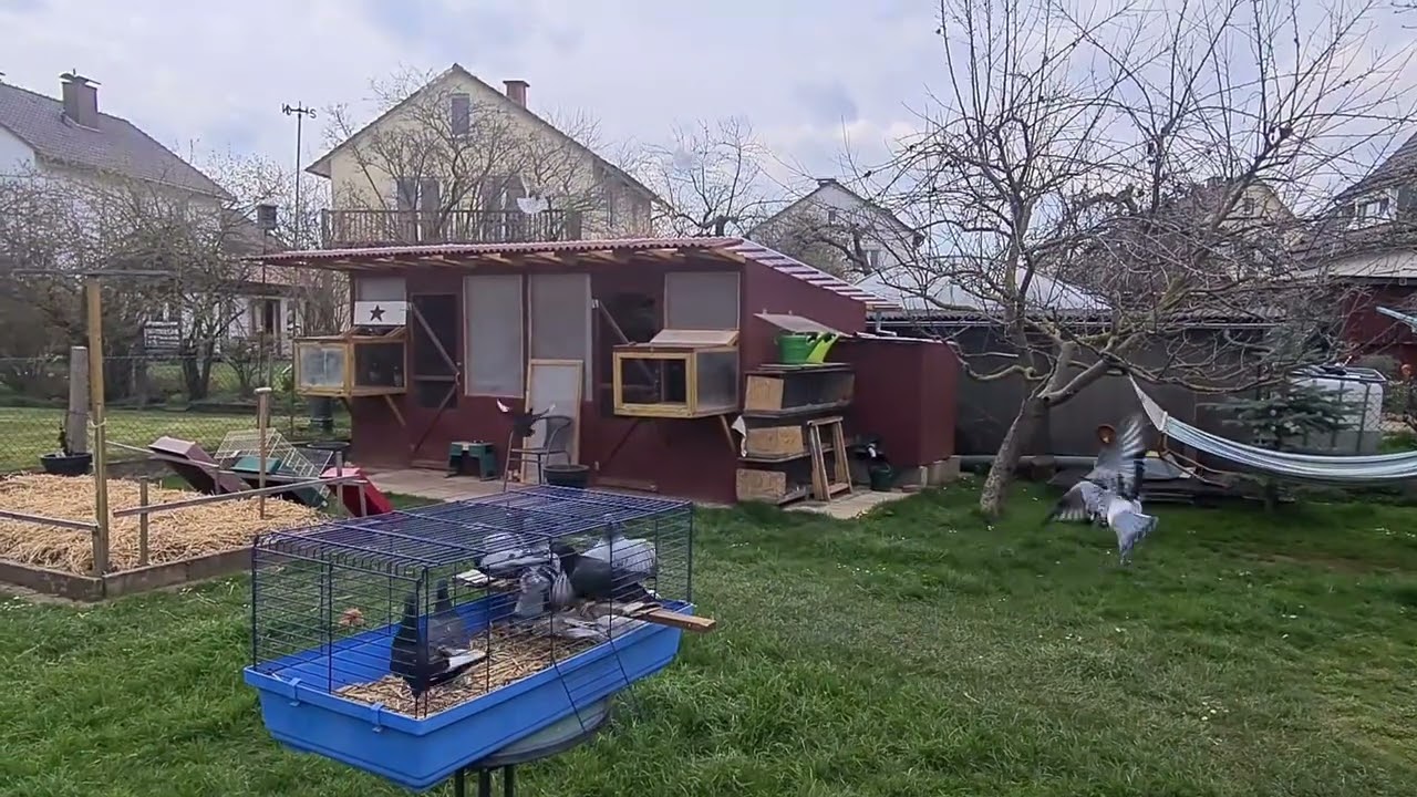 Unsere Tauben machen Einflug Übungen (18.04.21)