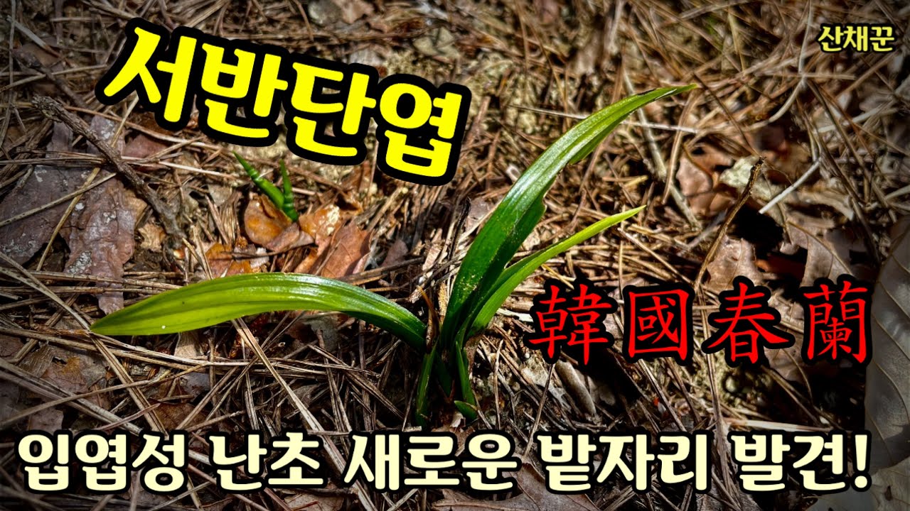 서반단엽과 빳빳한 입엽성의 새로운 난초 밭자리를 만났네요!(한국춘란 야생난초 산행기)