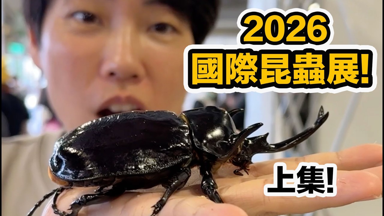 世界最大昆蟲展在台灣！聚集頂尖飼育高手！美麗驚奇的昆蟲爬蟲讓擾西帶你看～