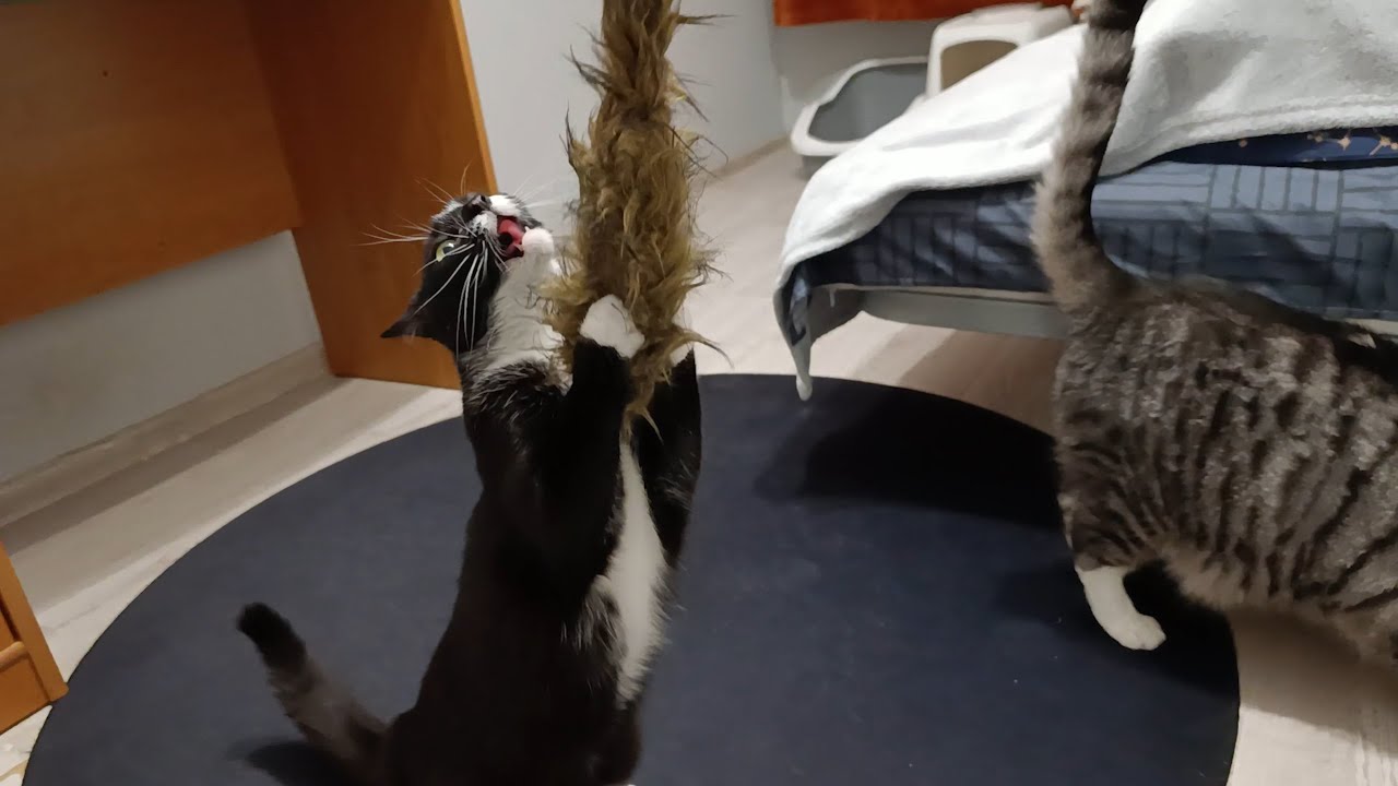 This Toy Made Me Go Absolutely Nuts