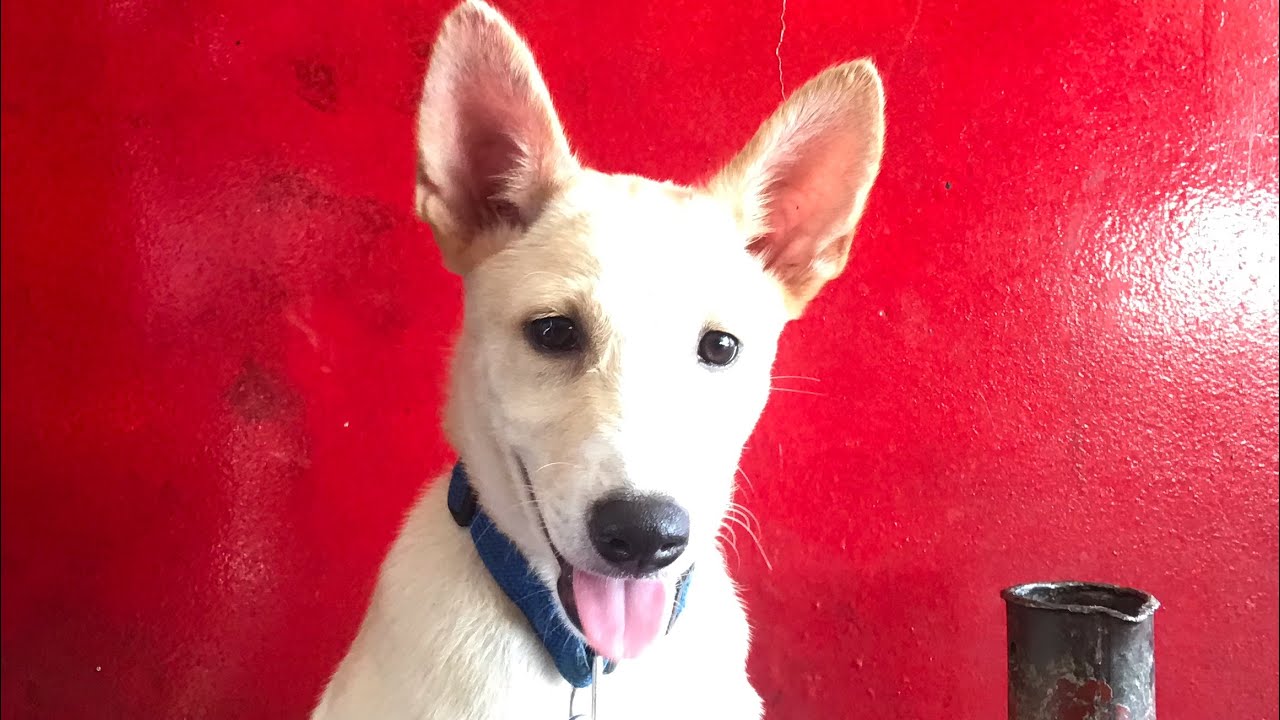 Our doggo: Hale the Dawg Video Compilation | JAN and NICH
