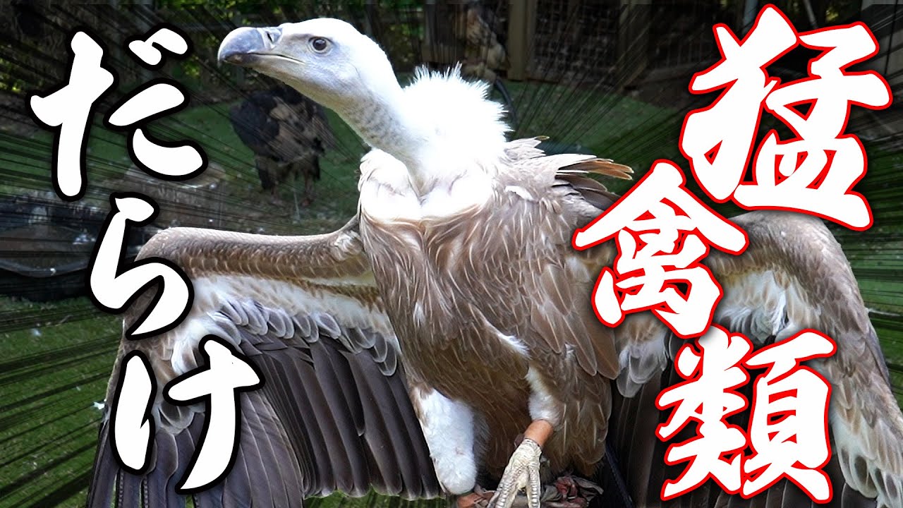 【珍しい！】猛禽類ばかりの猛獣屋に潜入！第一弾