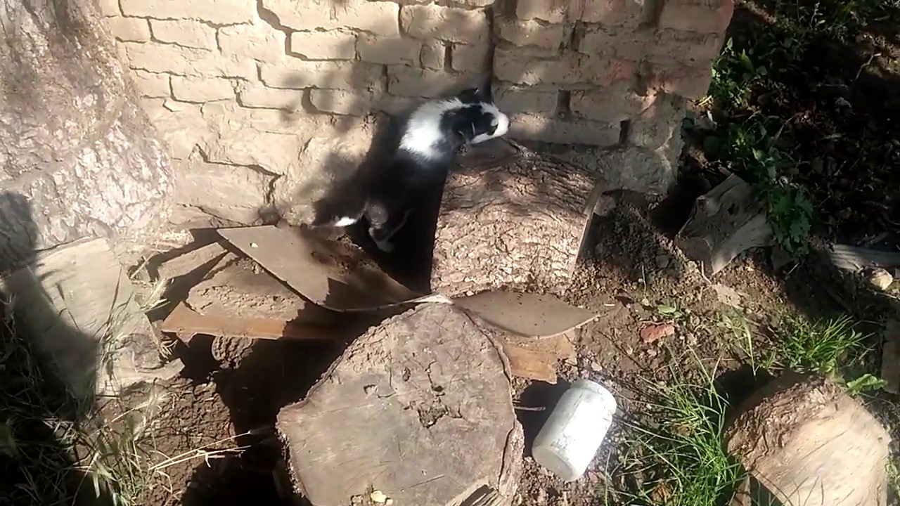 Stene haskija prvi put na travi