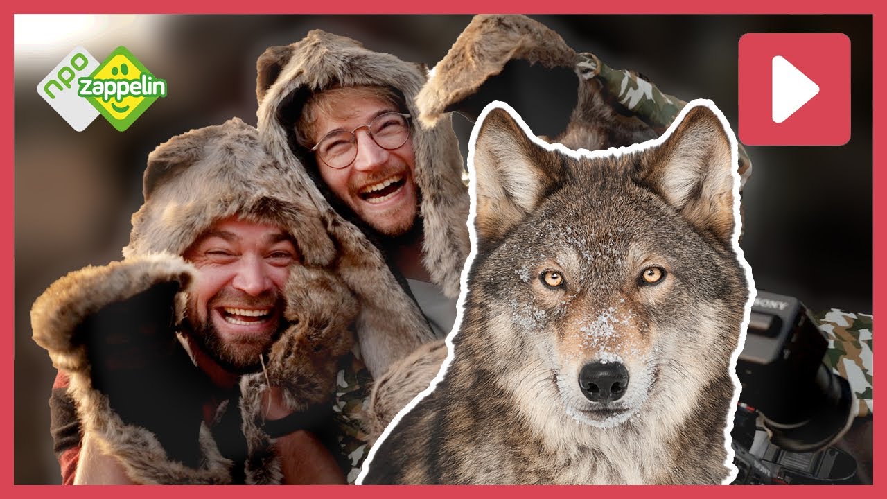 🐺 ZOEK EEN WOLF MET BOSWACHTER TIM | Beestenbrigade Wilde Dieren | NPO Zappelin