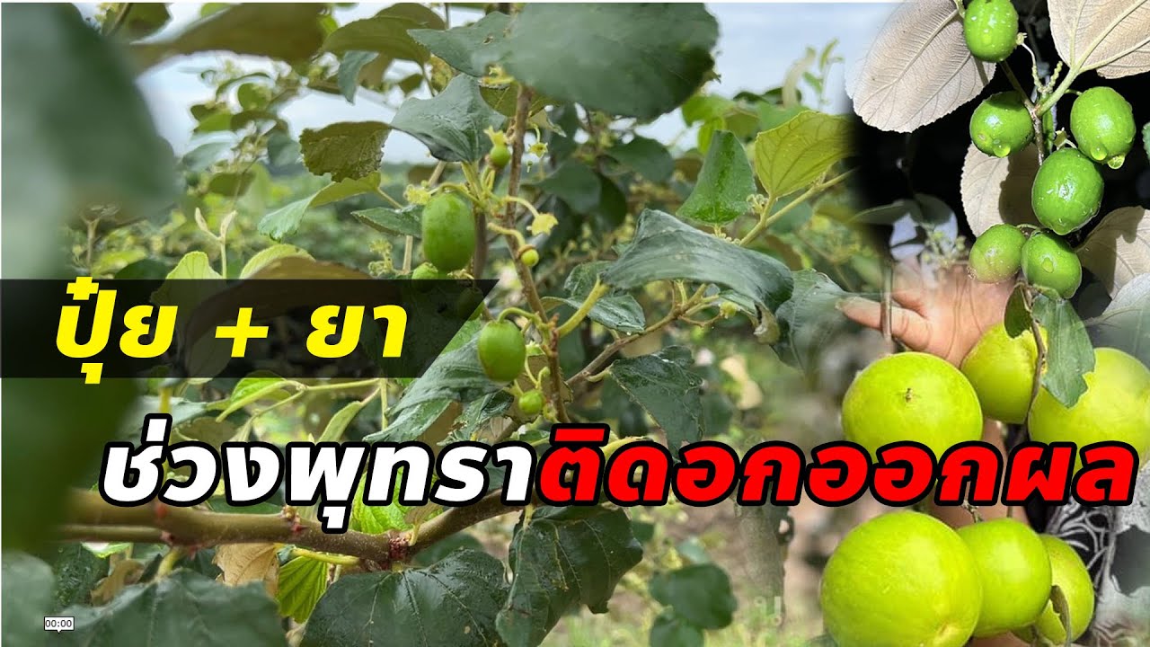 ให้ปุ๋ย+ยา ช่วงพุทราเริ่มติดดอกออกผล