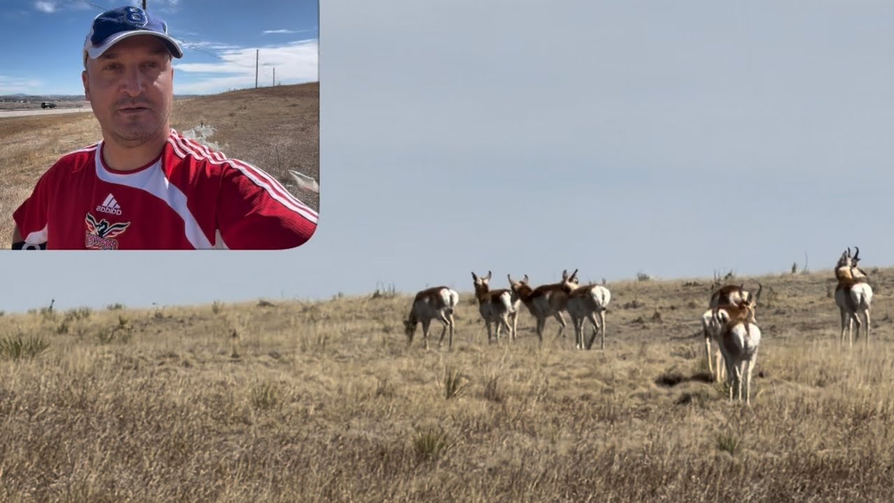 Eu Muncesc și când stau🆘Leo de la Strehaia mi-a dat Mesaj🆘Antilopele din Colorado🦌