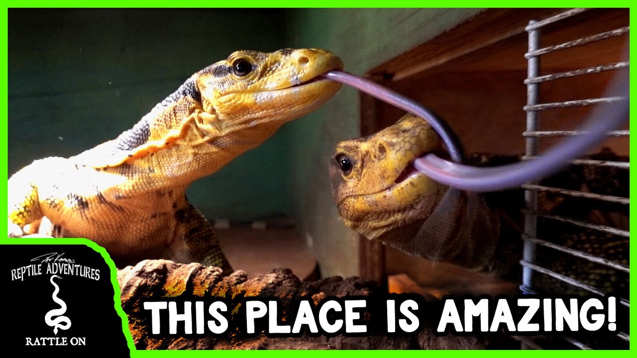THE COOLEST MONITOR LIZARD REPTILE ROOM! (Mike's Monitors REVISITED)
