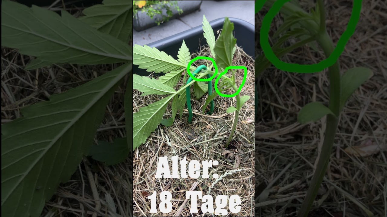 Autoflower LST. Was ist wichtig dabei? #outdoor #garten #growupdate #autoflower #autoflowerlst