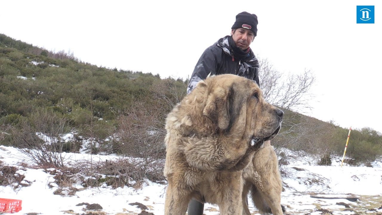 El mastín leonés, el guardián de las zonas rurales