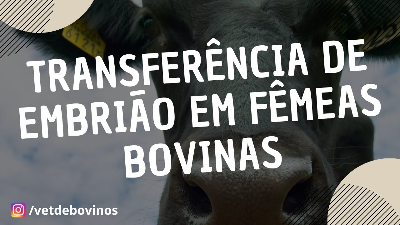 Transferência de Embrião em Fêmeas Bovinas #045