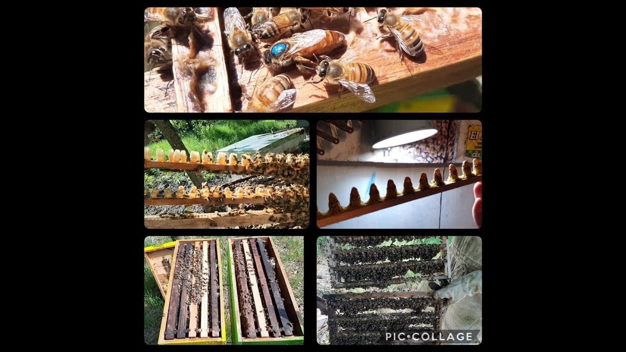 Traslarve escalonado y 2 formas distintas de poner las celdas en los nucleos de abejas
