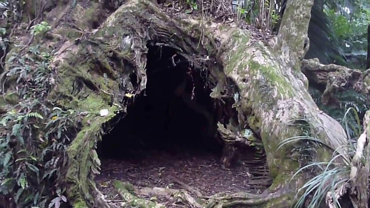 An old Maori tribal burial place: Takutakurau