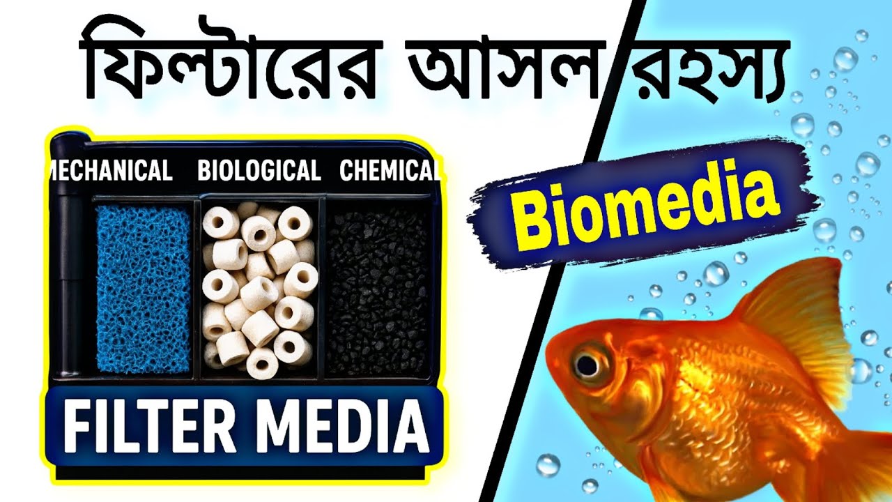 Aquarium Filter Media Secrets 🔥 Keep Your Fish Alive & Tank Crystal Clear!