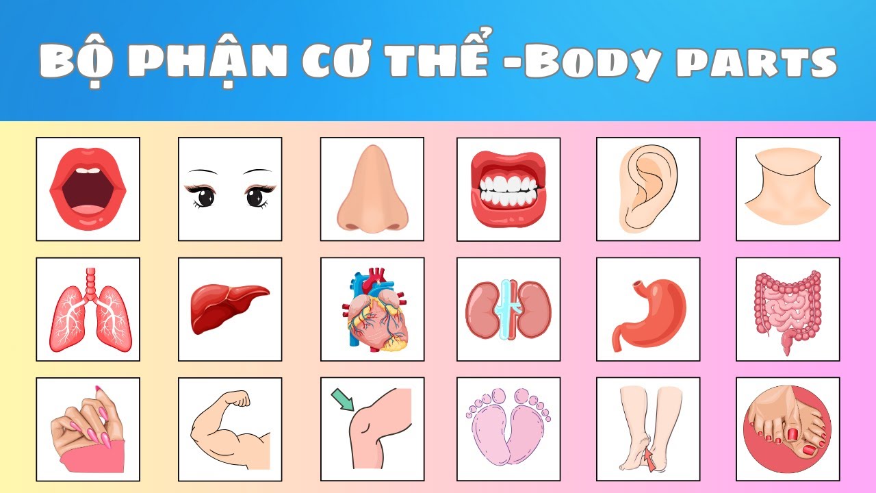 🐶 Dạy B&eacute; Học Tiếng Anh T&ecirc;n Bộ Phận Cơ Thể | Learn Body Parts in English for Kids 👶 | Oh Vui Kids