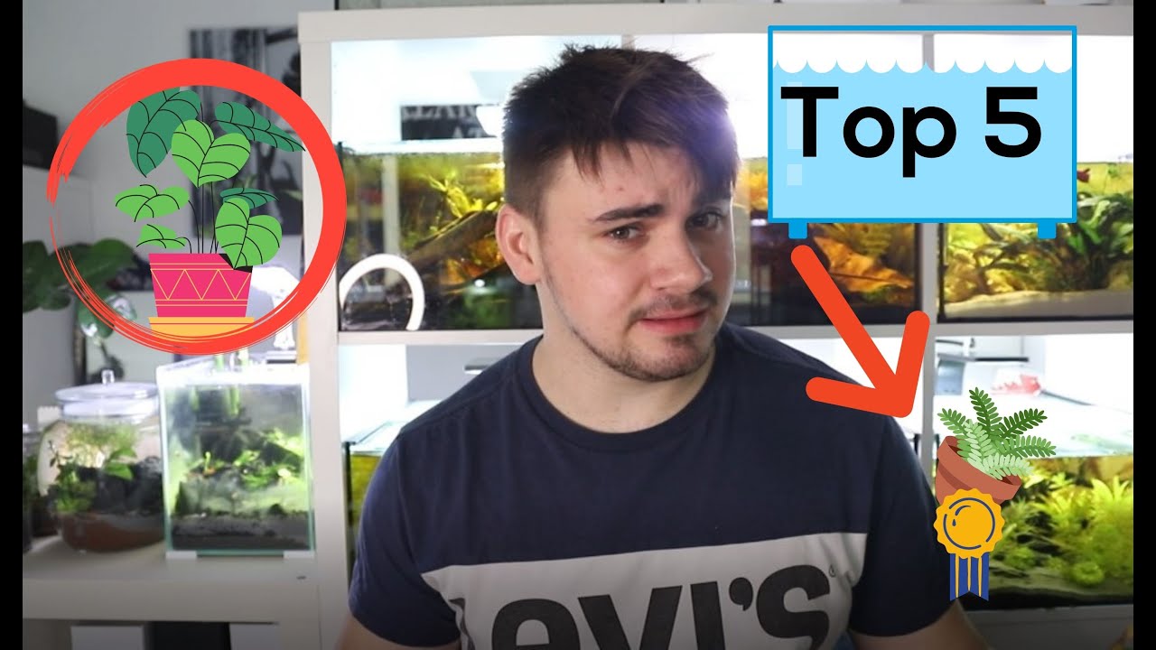 TOP 5 Zimmerpflanzen f&uuml;r EUER Aquarium!